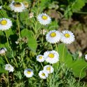 Acroclinum roseum 'Blanc'